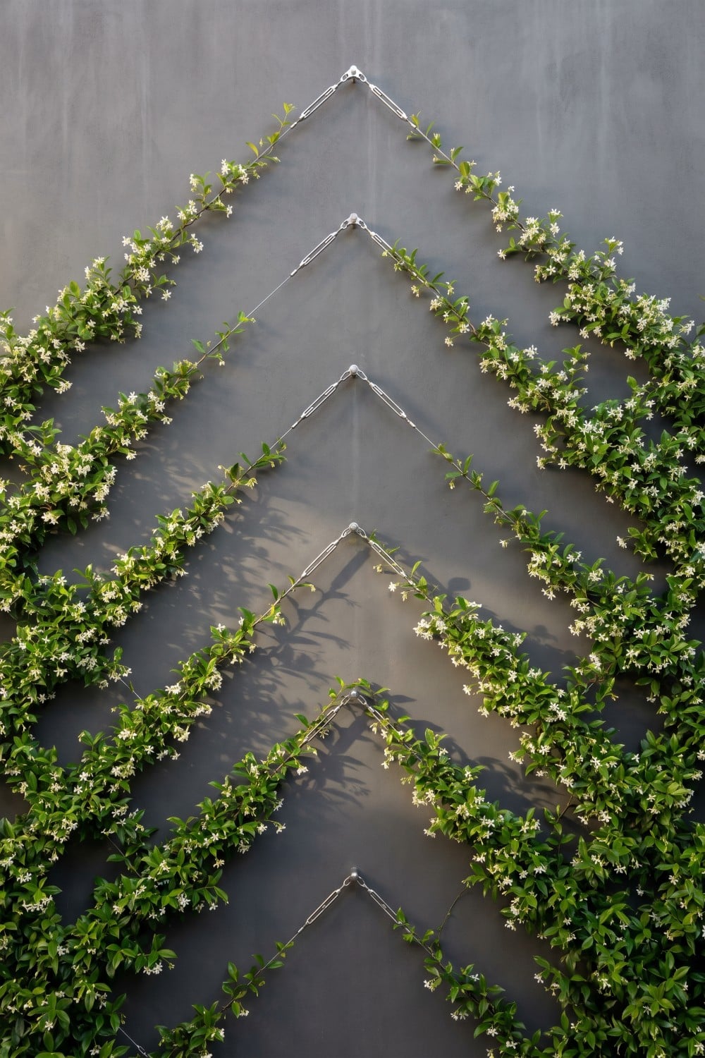 Modern Chevron Jasmine Trellis Wall with Steel Cables