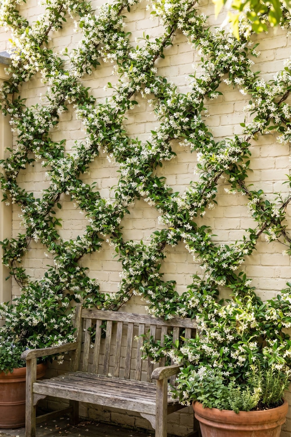 Diamond Pattern Jasmine Trellis Wall and Wood Bench