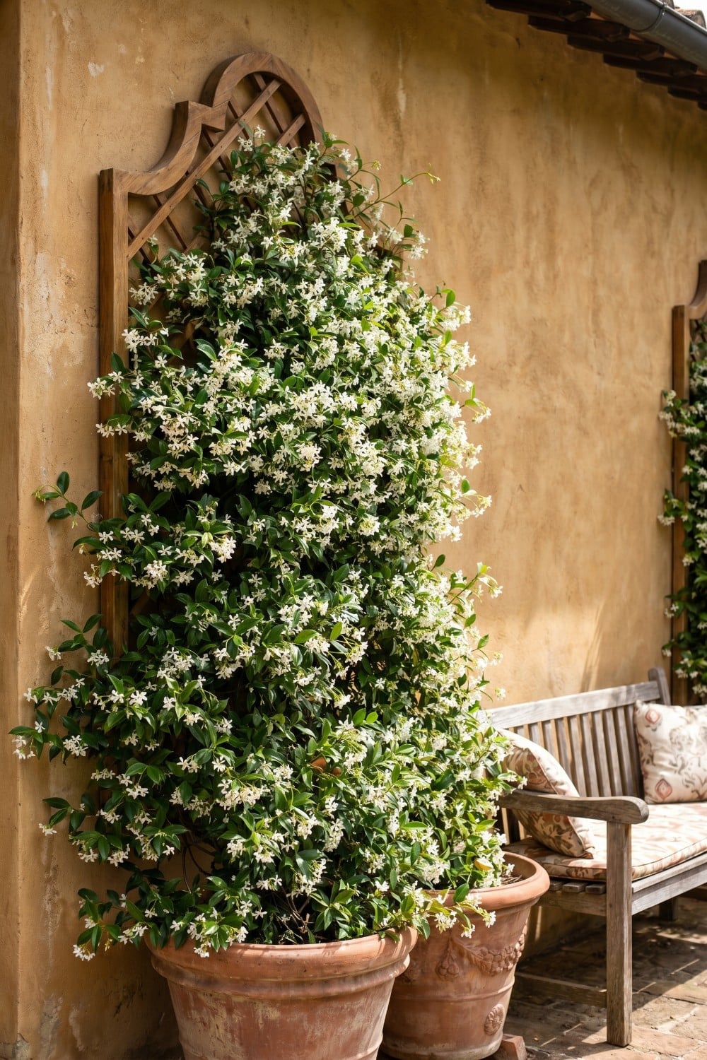 Lush Jasmine Trellis Wall and Terracotta Pots