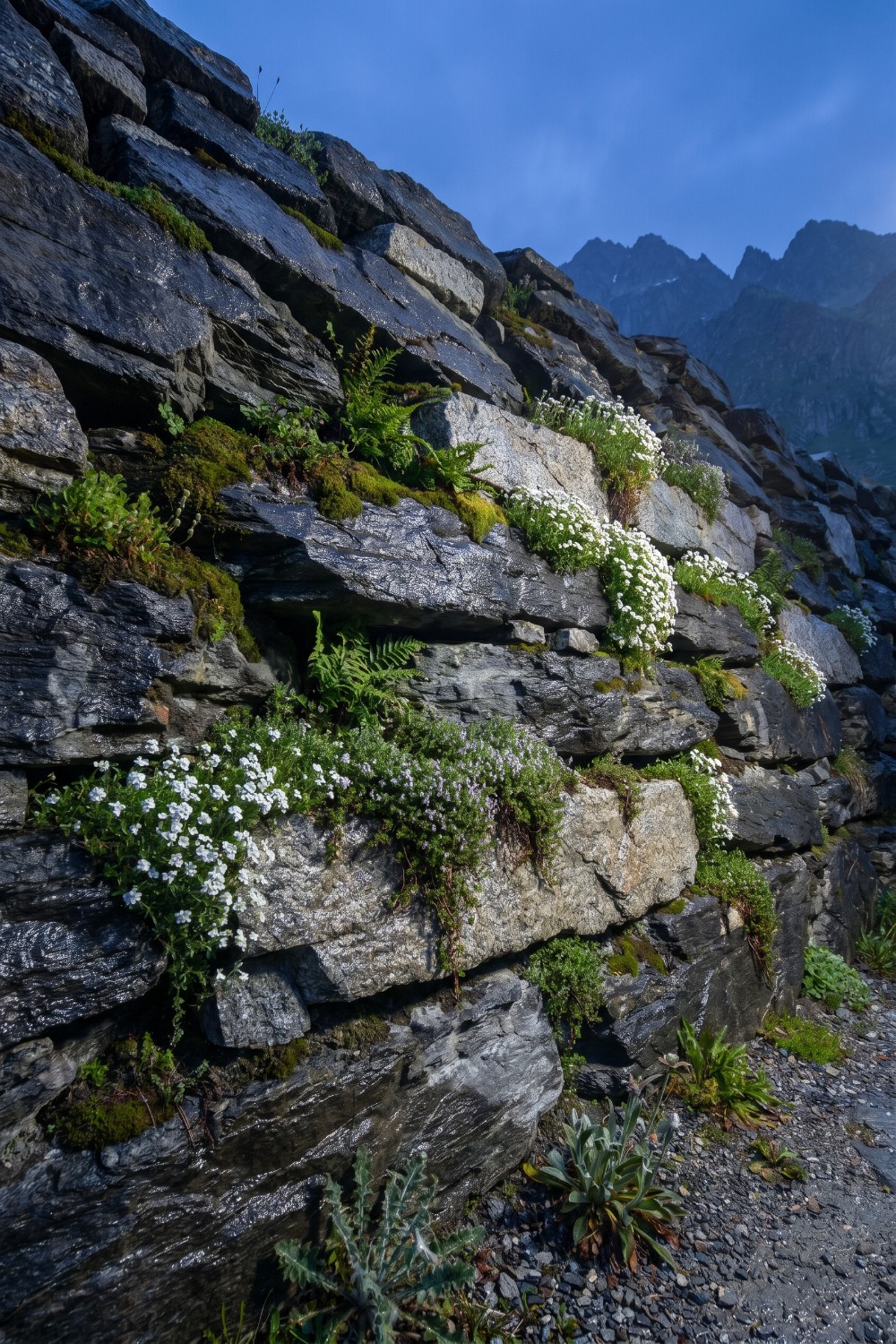 Natural rock retaining wall with white alpine blossoms