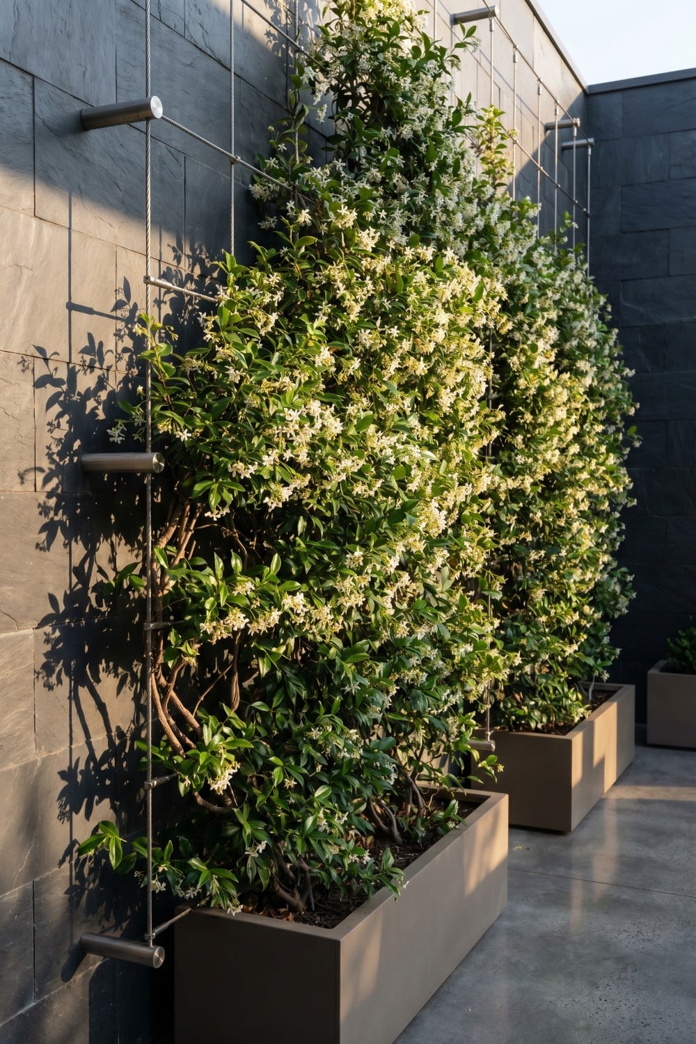 Modern Wire Star Jasmine Trellis on Dark Slate